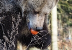 Результат пошуку зображень за запитом ведмідь їсть картинки для дітей"